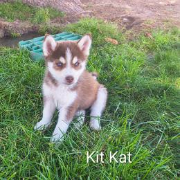 Kit Kat - Chocolate male Pomsky puppy in Blackfoot, Idaho from Snake River Pomskys
