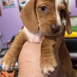 Dachshund Puppies from Witchy Woman’s Wiener’s
