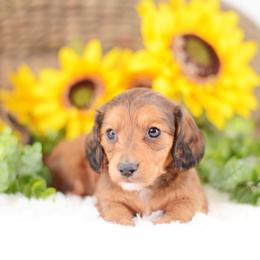 Miles - Red male Dachshund puppy in Neosho, Missouri from Tinker Toy Doxies