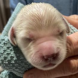 Pinkie - Light golden female Golden Retriever puppy in Ennis, Texas from Amberidge Golden Retrievers