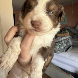 Beau - Red tri male Miniature Australian Shepherd puppy in Gatesville, Texas from Southern Promise Aussie’s