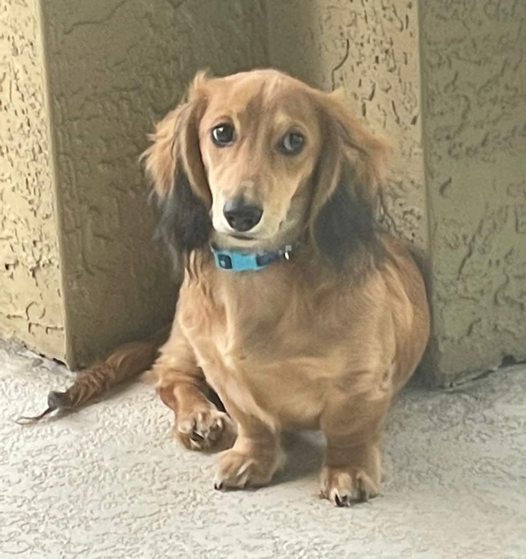 Ellie - Dachshund