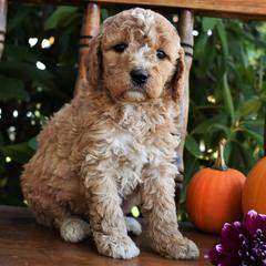 Goldendoodle and Irish Doodle Puppies from Toodles Goldendoodles