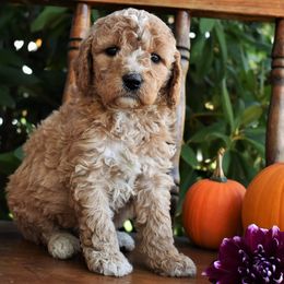 Goldendoodle and Irish Doodle Puppies from Toodles Goldendoodles