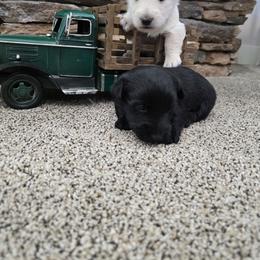 Boy - Wheaten male Scottish Terrier puppy in Utah from TnT Scotties