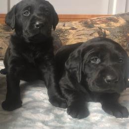 Golden Retriever and Labrador Retriever Puppies from Bear Pond Retrievers
