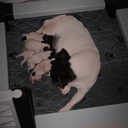 Boy 2 - Tri-color male Russell Terrier puppy in Harvel, Illinois from Ruff and Tumble Russell Terriers