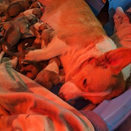Pembroke Welsh Corgi Puppies from Jersey Shore Corgis