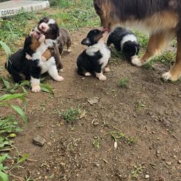 Miniature American Shepherd Puppies from Magnolia Tree Miniature American Shepherds