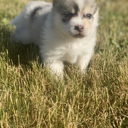 Pomsky Puppies from The Pomsky‘s Palace