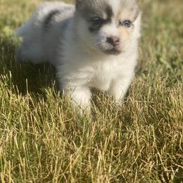 Pomsky Puppies from The Pomsky‘s Palace
