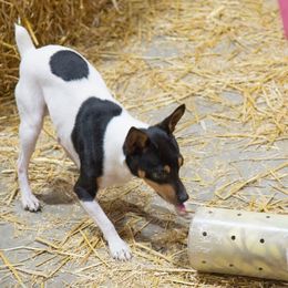 Toy Fox Terriers from TNTS TOY FOX TERRIERS