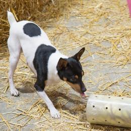 Toy Fox Terriers from TNTS TOY FOX TERRIERS
