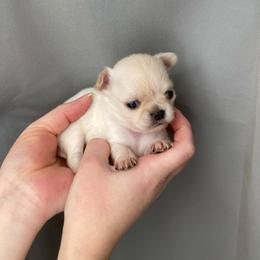 Boy 2 - Cream and white male Chihuahua puppy in North Ridgeville, Ohio from Happy Pups