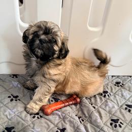 Holly Bear- Born Christmas Day - Black gold and white female Shihpoo puppy in Whitehall 18052, Pennsylvania from Lilli’s Shih tzus and Shih poos