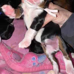 Pink - Tri-color female Bernedoodle puppy in Curtice, Ohio from The Pink Doghouse