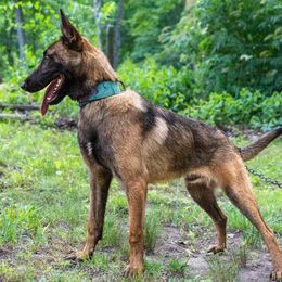 Belgian Malinois, Dutch Shepherd, and German Shepherd Puppies from Stay Wild K9