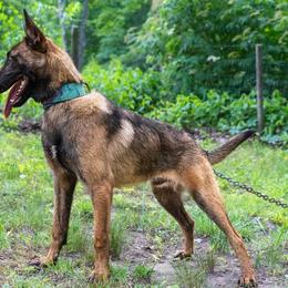 Belgian Malinois, Dutch Shepherd, and German Shepherd Puppies from Stay Wild K9