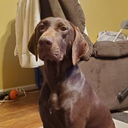 Coco - German Shorthaired Pointer