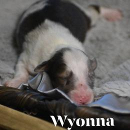 Wyonna - Sable merle and white female Shetland Sheepdog puppy in Gladbrook, Iowa from T Triple C Shelties