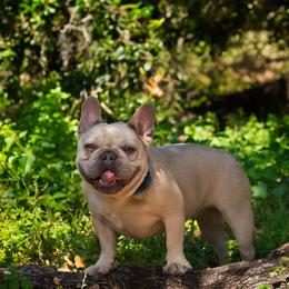 Donna - French Bulldog