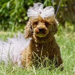 Sue Sue - Poodle