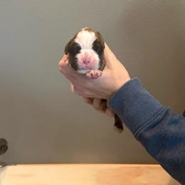 Harrison - Brindle male Boxer puppy in Medical Lake, Washington from Box and Bully Estates: Boxers and Old English Bulldogs