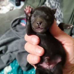 Boy 4 - Black male Pomeranian puppy in Tulsa County, Oklahoma from CP Kennels