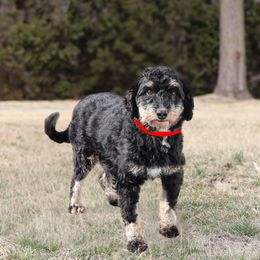 Holly - Bernedoodle