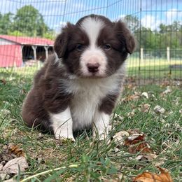 Border Collie Puppies from Whipple Family Farms