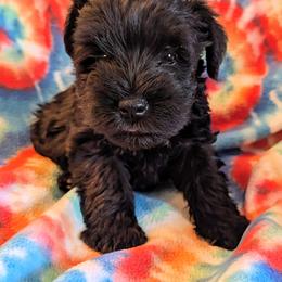 Girl 2 - female Miniature Schnauzer puppy in Monroe, Virginia from Stadtler Miniature Schnauzers