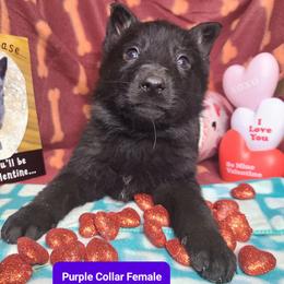 Purple Collar Female - Black female German Shepherd puppy in Cadet, Missouri from Working Valley Shepherds