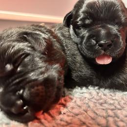Olive - Chestnut brindle female Cane Corso puppy in Assumption, Illinois from De Novo Cane Corso