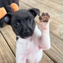 Magic - Black and white female Rat Terrier puppy in Booneville, Mississippi from Emerald Rat Terriers