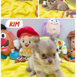 Kim - Chocolate blue female Chihuahua puppy in Williamsburg, Virginia from PAWSitive Cheeky Chihuahuas