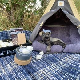Miniature Schnauzer Puppies from Schnauzers on Robinson Lane