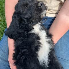 Krissy - Black female Pyredoodle puppy in Prescott, Washington from Washington Pyredoodles