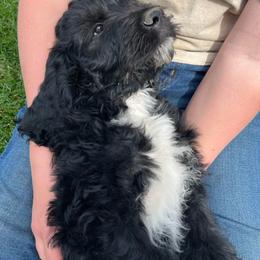 Krissy - Black female Pyredoodle puppy in Prescott, Washington from Washington Pyredoodles