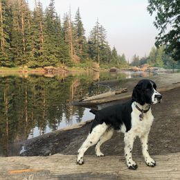 English Springer Spaniel All Grown Up from Cedarhome Springers