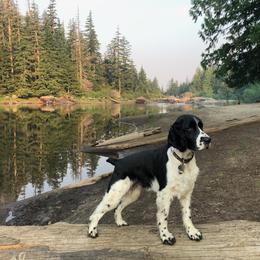English Springer Spaniel All Grown Up from Cedarhome Springers