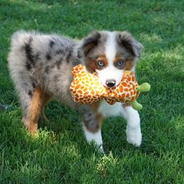 Boy 1 - Blue merle male Miniature Australian Shepherd puppy in Lawton, Oklahoma from Lindsey’s Aussies