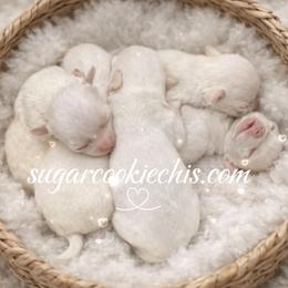 Chihuahua Puppies from Sugar Cookie Chihuahuas