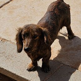 Molly - Dachshund