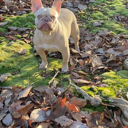 Slovenia - French Bulldog