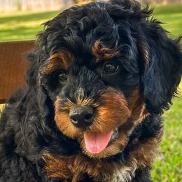 Samson - Phantom male Bernedoodle puppy in Pledger, Texas from Sugarbear Cockapoos