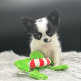 Hook - Black and white male Chihuahua puppy in Lee Center, New York from Alfheim-Andromeda Chihuahua's (A &A's)