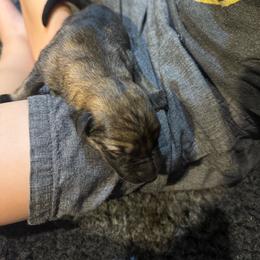 Girl 1 - Sable female German Shepherd puppy in Barnhart, Missouri from Combat Creek German Shepherds