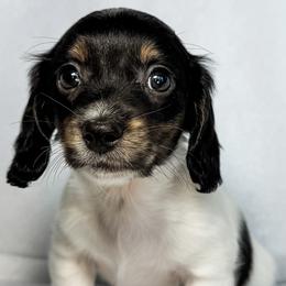 Pterodactyl - Piebald female Dachshund puppy in Winamac, Indiana from WZ Kennels