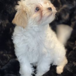 Copper - Piebald male Morkie puppy in Bennettsville, South Carolina from Cottonwood Maltese
