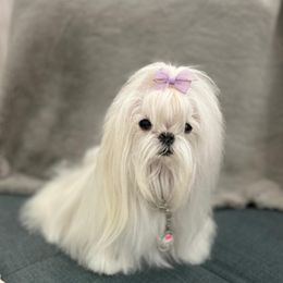 Maltese All Grown Up from A Maltese 4U